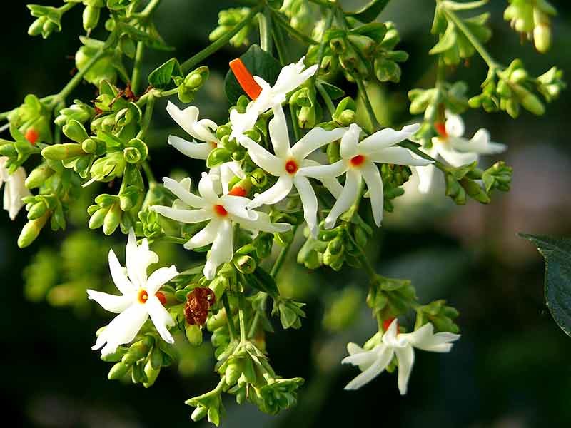 What Are The Health Benefits Of Parijat Or Night Jasmine - lifealth