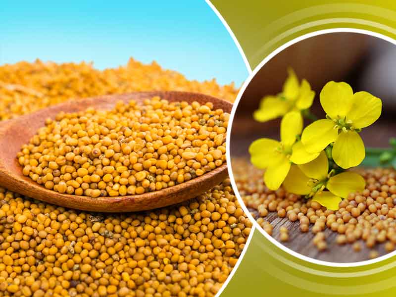 amazing health benefits of yellow mustard rs पीली सरसों के स्वास्थ्य